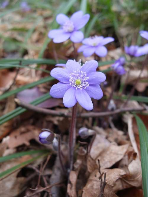 Hepatica Spring Flower Nature Purple Bloom Forest