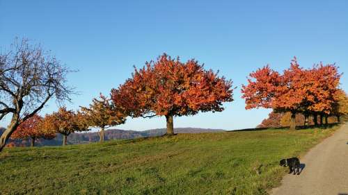 Herbst Baum Autumn Tree Nature Fall