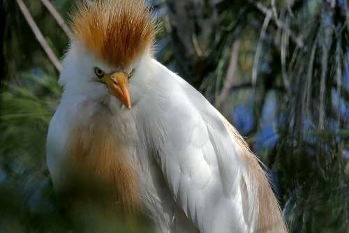 Heron Cattle Egret Bird