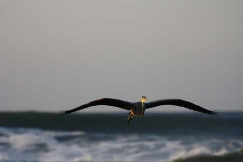 Heron Sea Flying
