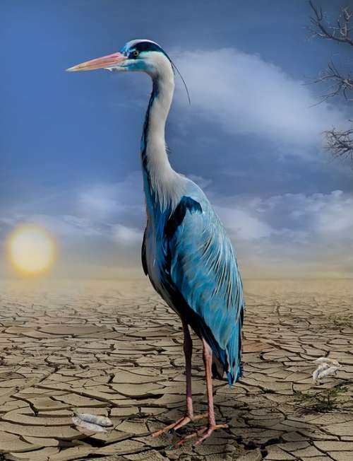 Heron Fish Drought Hunger Dehydrated Heat Cracked