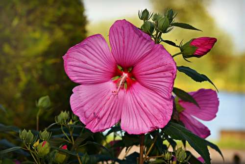 Hibiscus Pink Flower Plant Pistil Stamen Petal