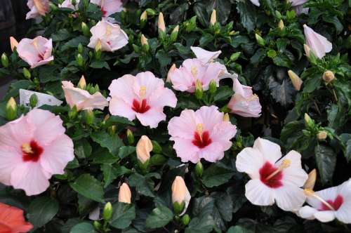 Hibiscus Summer Sun Container Plant Beauty Blossom