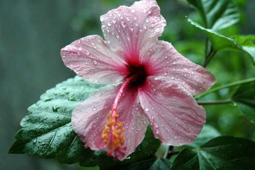Hibiscus Rose Of China Flower Of The Pacific