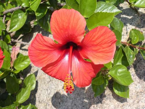 Hibiscus Flower Red Blossom Bloom