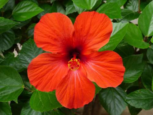 Hibiscus Red Flower Tropical Bloom