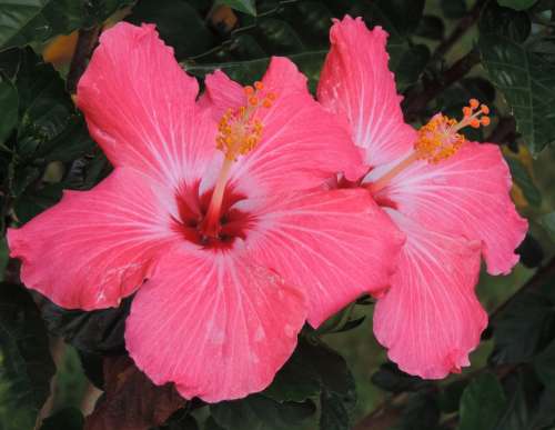 Hibiscus Pink Nature Floral Tropical Plant
