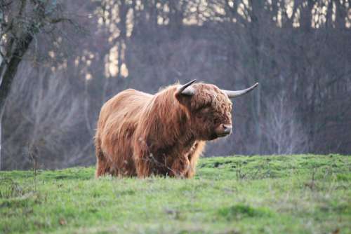 Highland Bull Highland Cattle Kyloe Scottish Beef