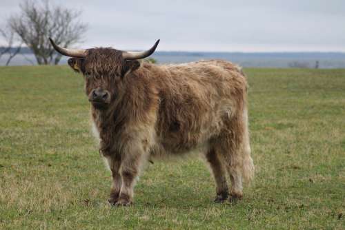 Highland Cattle Highland Cow Ko Cow Gotland Sweden
