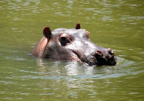 Hippo Africa Nature Mammal Wildlife River
