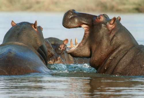 Hippopotamus Hippo Animal Namibia Africa Wild Life