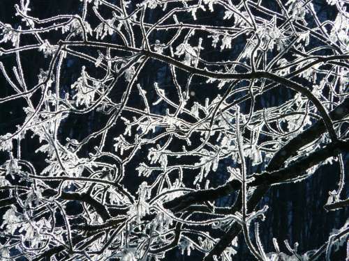 Hoarfrost Branch Frost Cold Winter Frozen