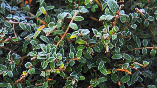 Hoarfrost Boxwood Winter Cold Frost Leaves Book