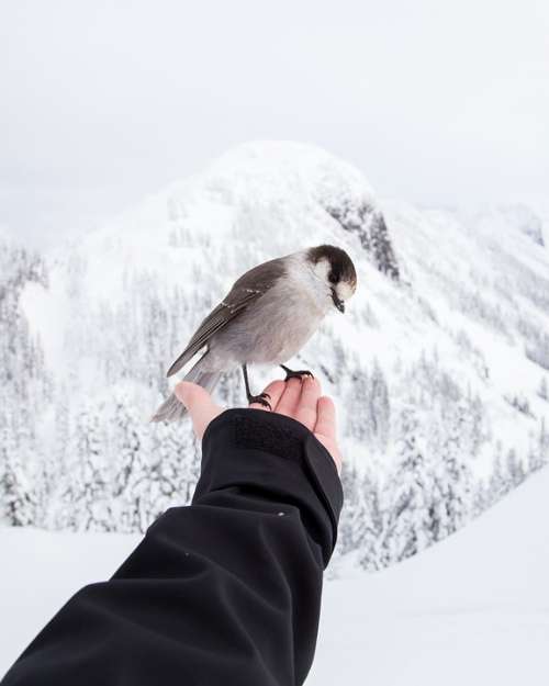 Holding Bird Winter Landscape Nature Hand Person