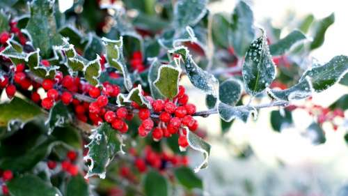 Holly Berries Winter Christmas Evergreen Advent