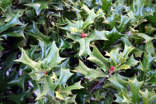 Holly Berries Green Holiday Shrub Decoration