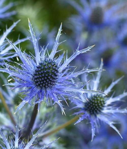 Holly Flower Flower Eryngium Plant Blue Spiky