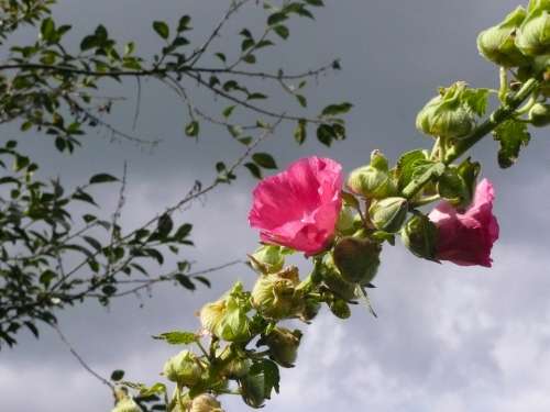 Hollyhock Alcea Rosea Pink Rosea Flower Bloom