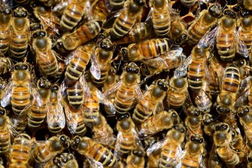 Honey Bee Water Buckfast Insect Golden Stripes