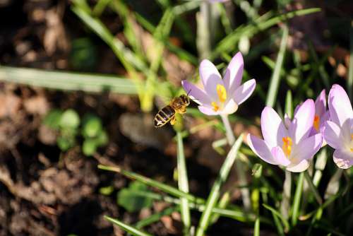 Honey Bee Bee Pollination Walk In The Park Hh