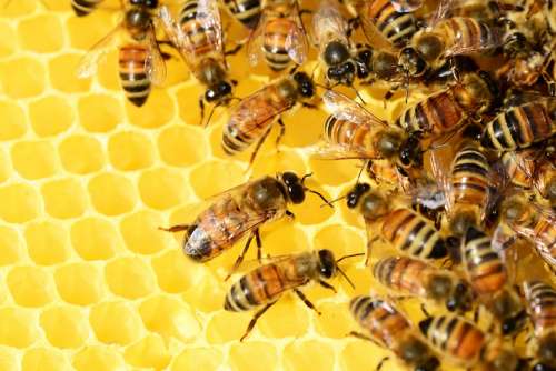 Honey Bees Beehive Honey Bees Swarm Of Bees
