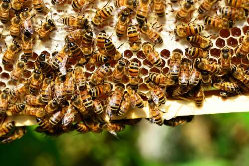 Honey Bees Bees Hive Bee Hive Insects Yellow