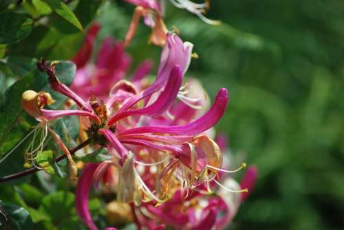 Honeysuckle Flower Nature