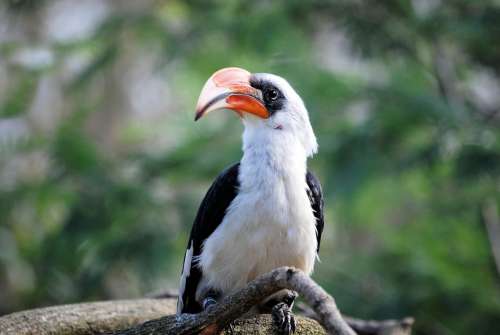 Hornbill Bird Tropical Zoo Bill Beak Feather