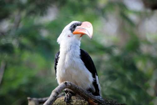 Hornbill Bird Tropical Zoo Bill Beak Feather