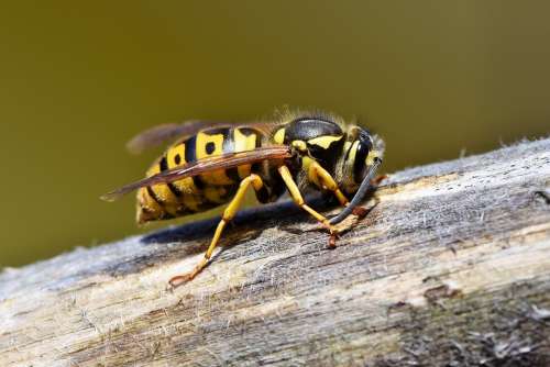 Hornet Wasp Insect Sting Animal Macro Prickly