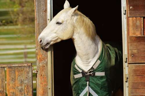 Horse Animal Ride Reiterhof White Coupling Meadow