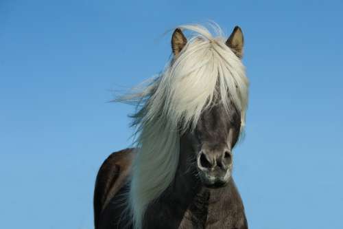 Horse Pony Animal Ride Mane Horse Mane Icelanders