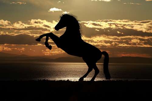 Horse Sunset Sea Horses Animal Silhouette