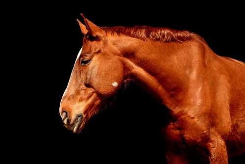 Horse Brown Portrait Beautiful Animal Animal World