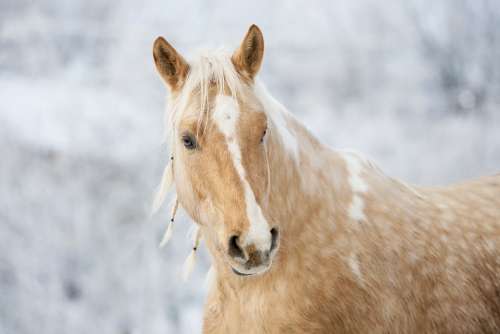 Horse Gelding Stallion Mane Animal Pony Mare