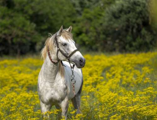 Horse Meadow Spring Animal Landscape Nature