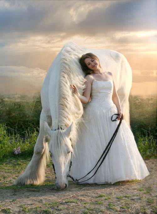 Horse Equine White Horse White Dress Friendship