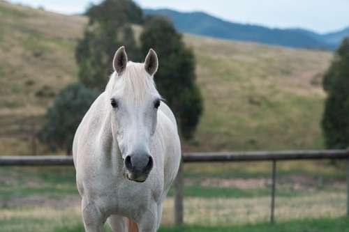 Horse Pony Equine Australian Pony Paddock Looking