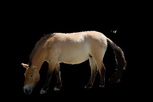 Horse Isolated Animal Mane Animal World Mammal