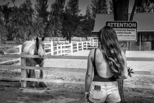 Horse Country Animal Ranch Outdoors Equestrian