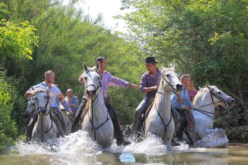 Horse Mane Nature Equine Mammals Animals White