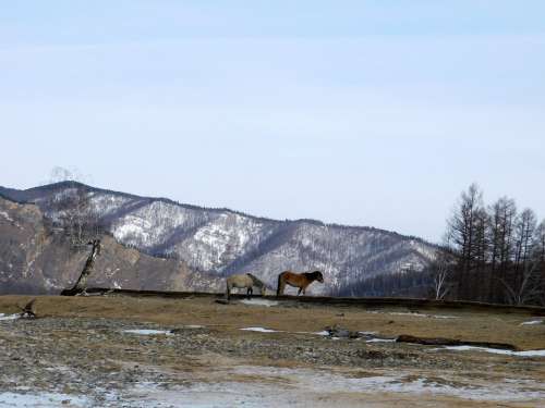 Horse Nature Mountains Panorama Landscape Sky