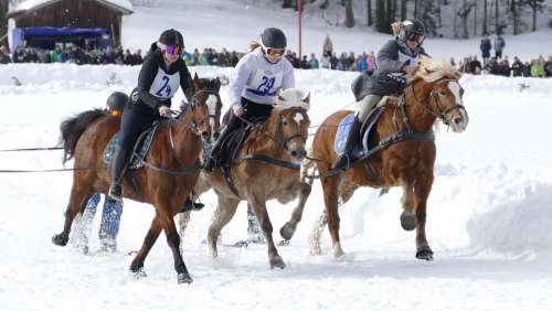 Horse Winter Snow Horses Nature Animal