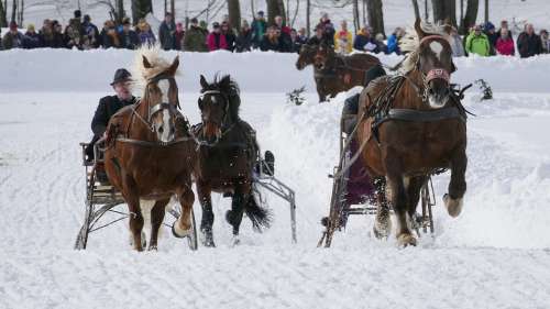 Horse Winter Snow Horses Nature Animal