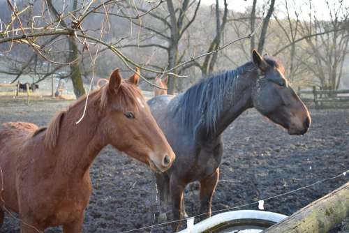 Horse Horses Nature Animal Animals Mane Farm