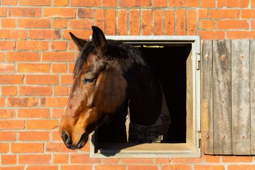 Horse Head Animal Horse Head Portrait Farm Mane