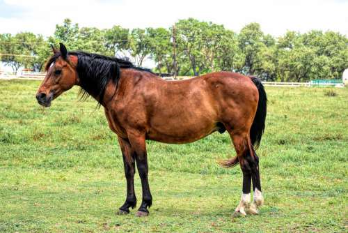 Horse Livestock Animal Mammal Equestrian Mane