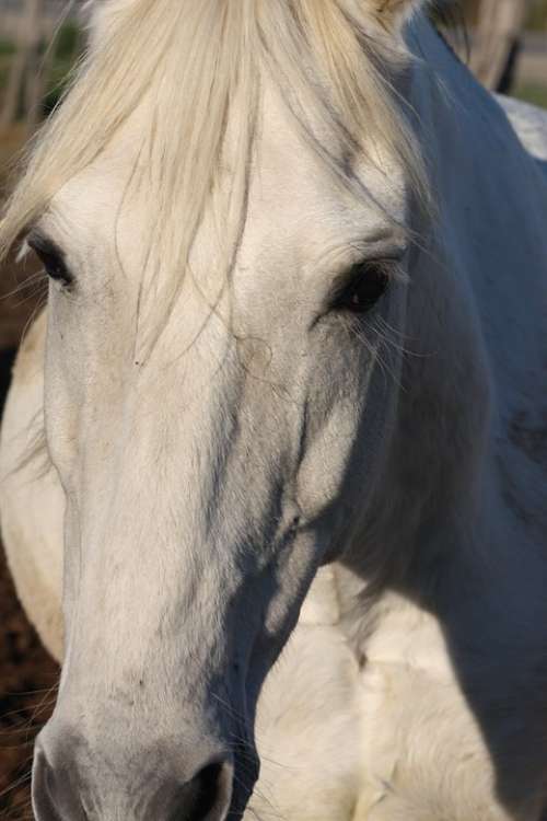 Horse Animal Horseback Riding White Head