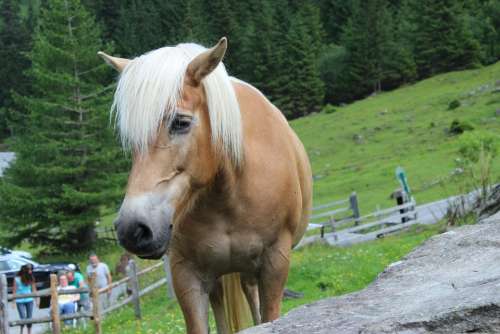 Horse Haflinger Attention Horse Head Pferdeportrait