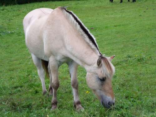 Horse Pasture Prato Norway